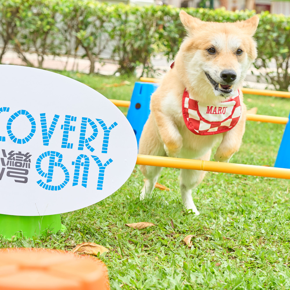 4. Pet Playground.jpg